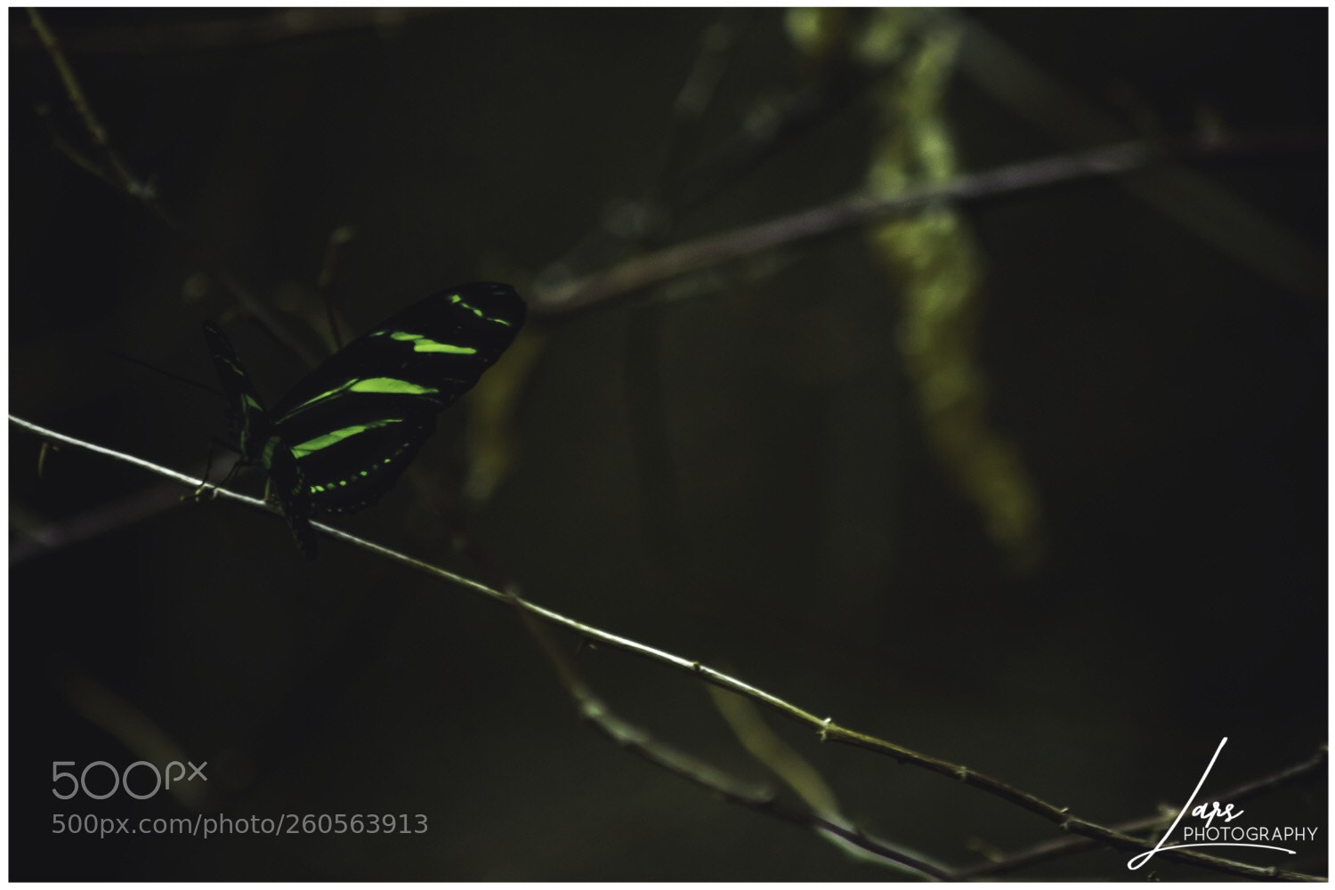 Nikon D5300 sample photo. Butterfly photography