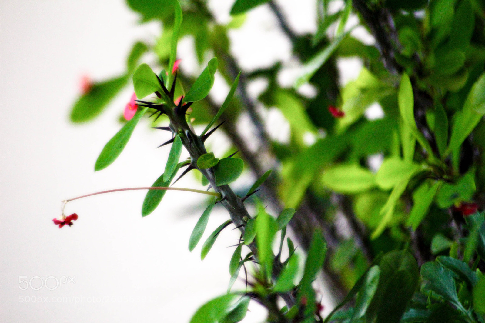 Canon EOS 650D (EOS Rebel T4i / EOS Kiss X6i) sample photo. Flower photography