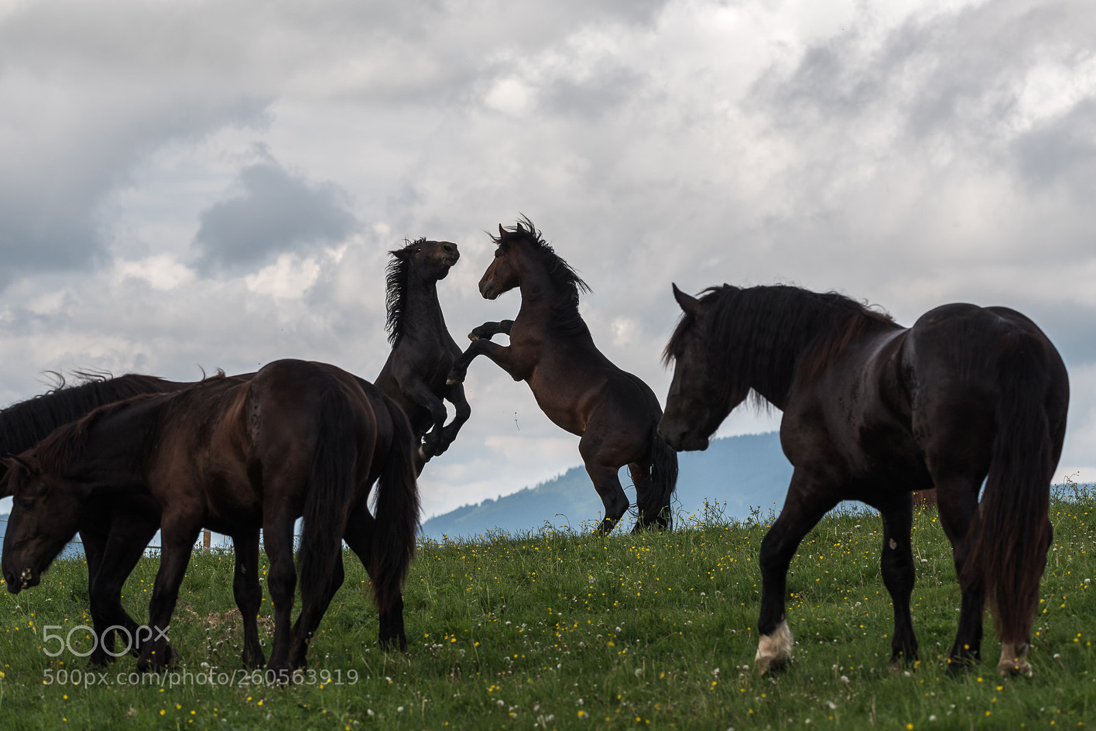 Nikon D750 sample photo. Horses photography