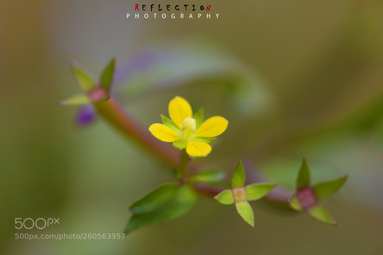 Canon EOS 600D (Rebel EOS T3i / EOS Kiss X5) sample photo. Yellow flowers photography