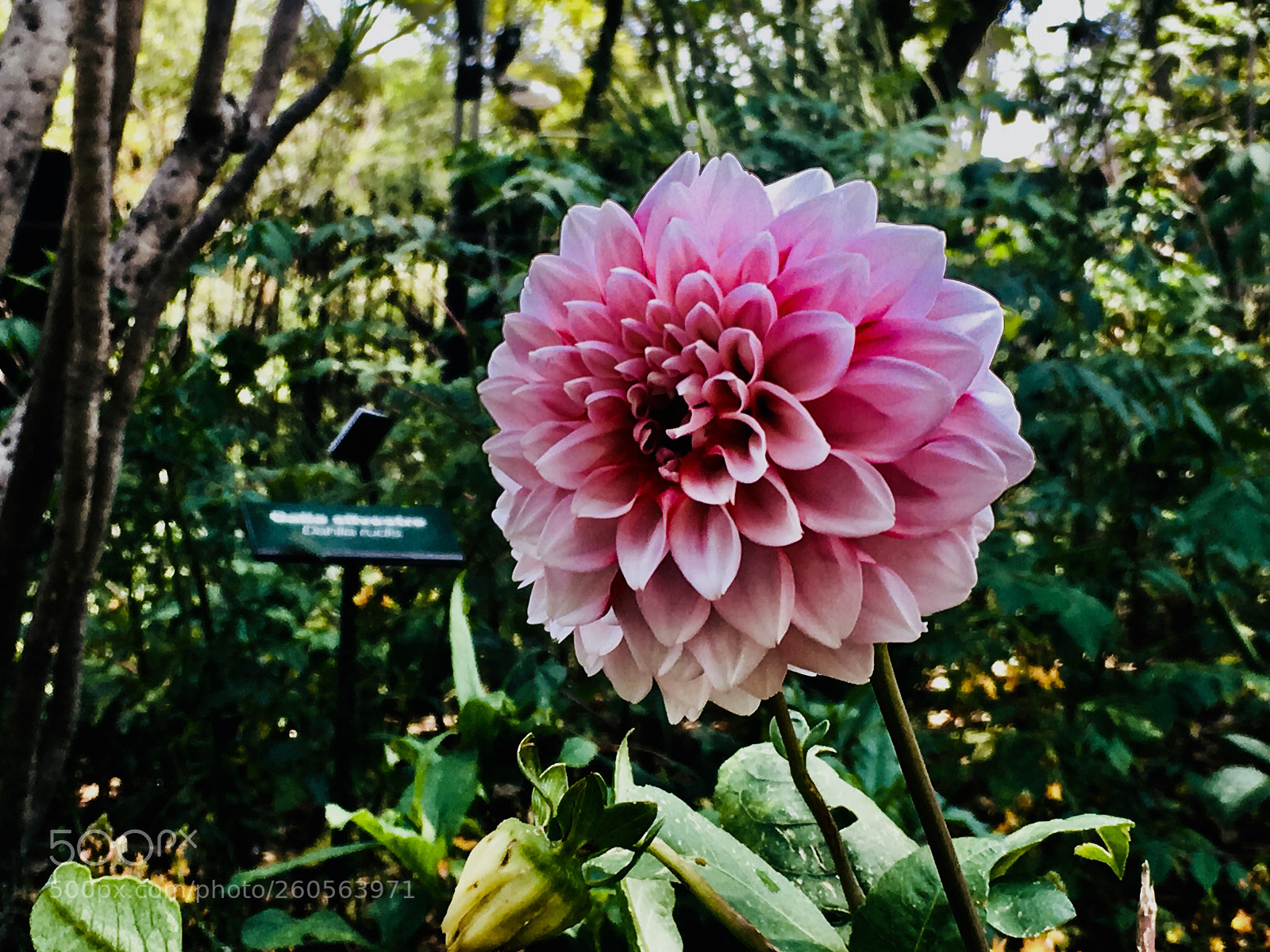 Apple iPhone 6s sample photo. La vie in rose photography