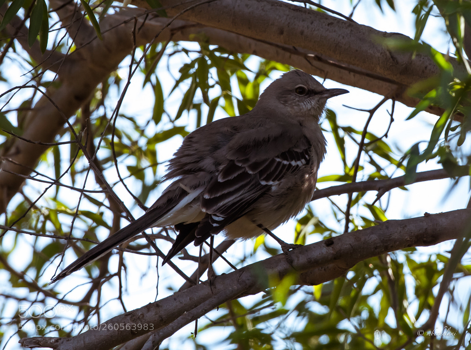 Nikon D810 sample photo. Mbs photography