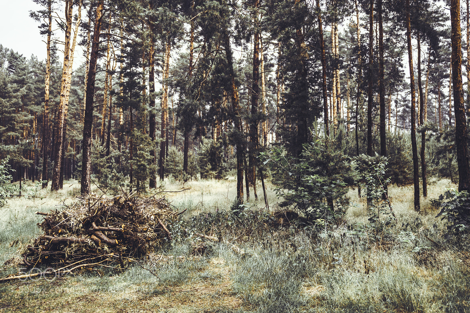 Sony a7R II sample photo. In the woods photography