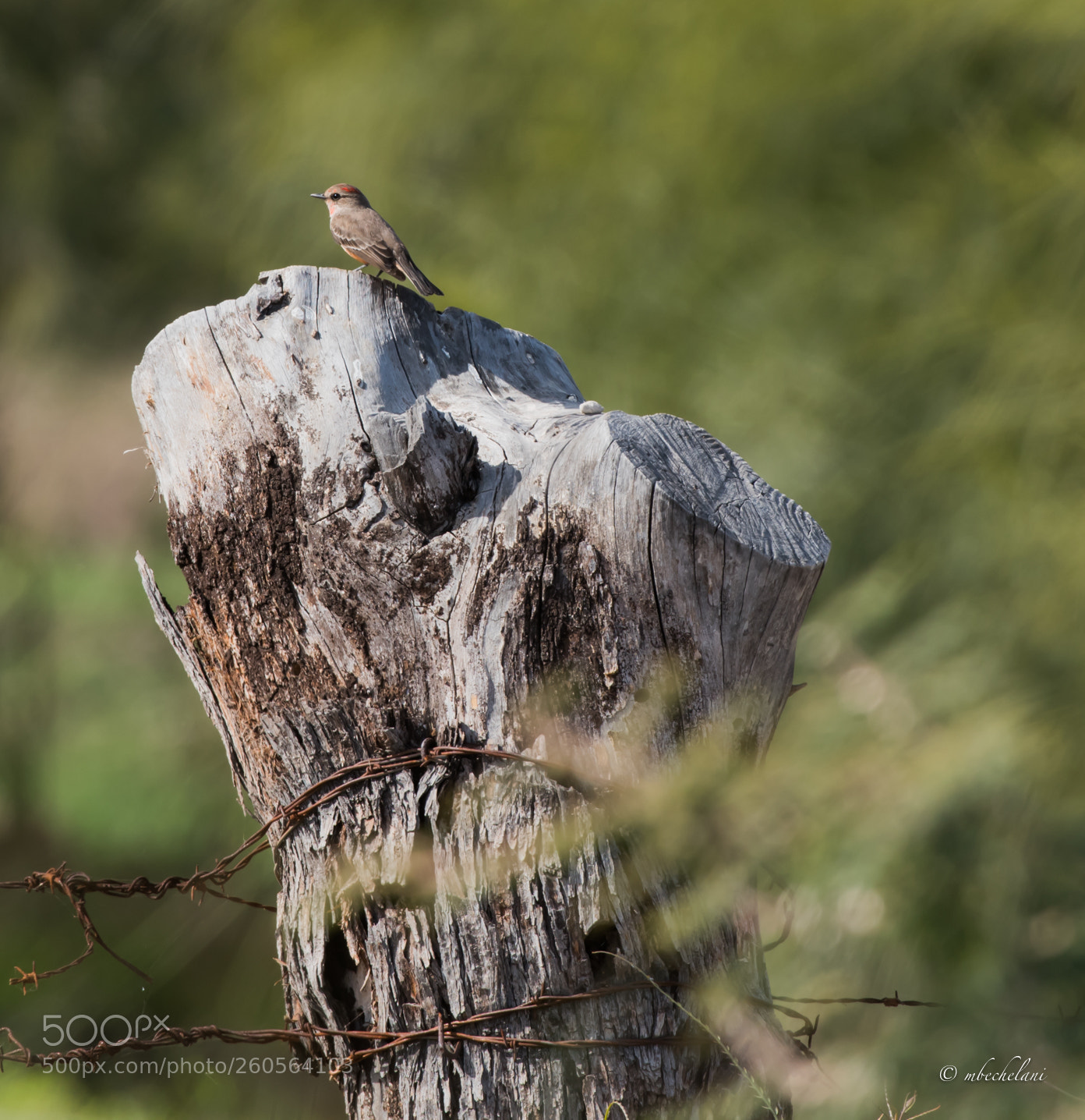 Nikon D810 sample photo. Mbs photography
