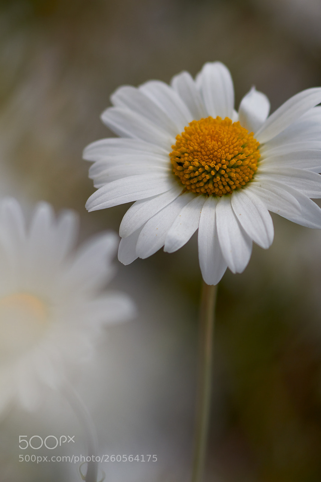 Canon EOS 7D sample photo. Daisy portrait photography