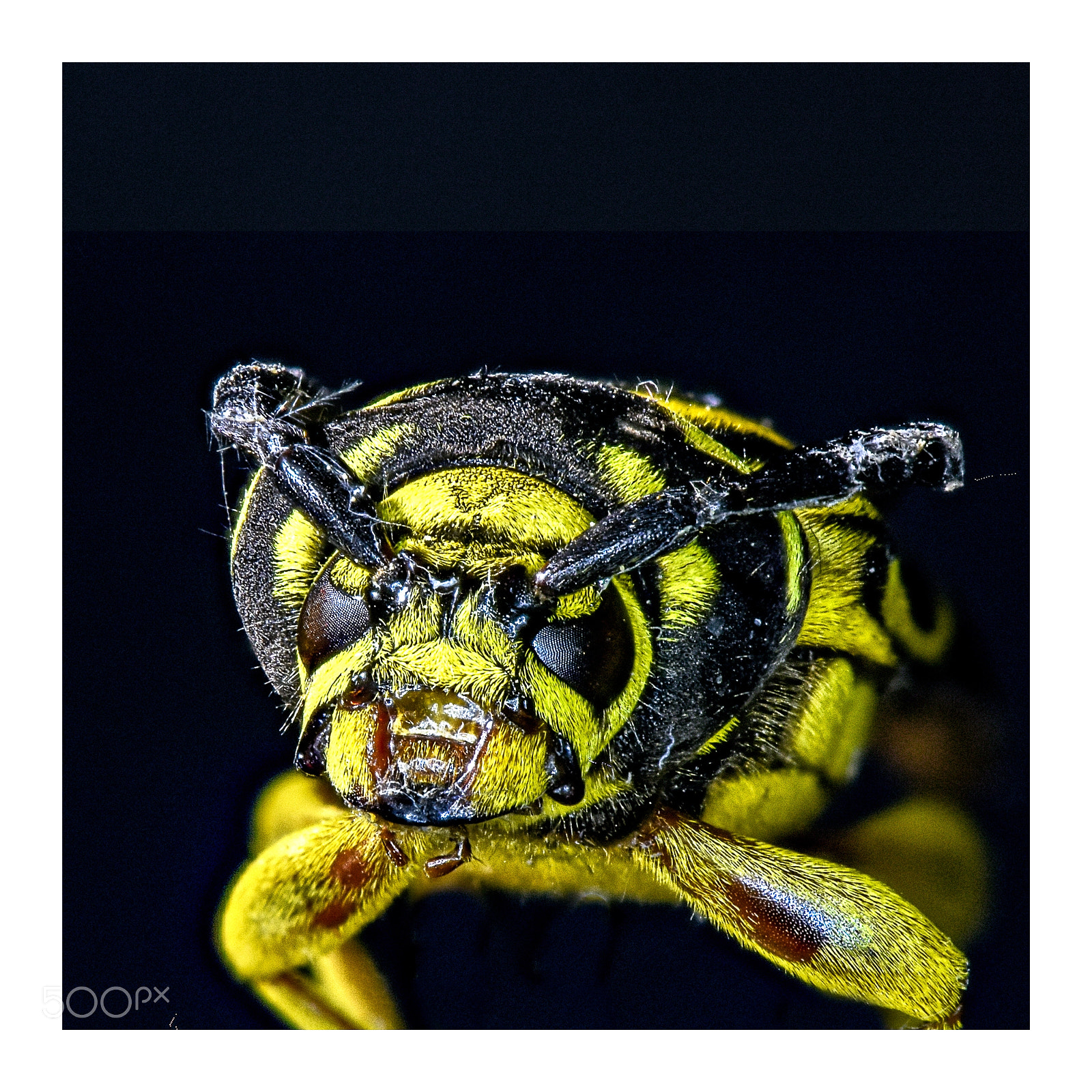 Nikon D7200 sample photo. Guêpe macro photography