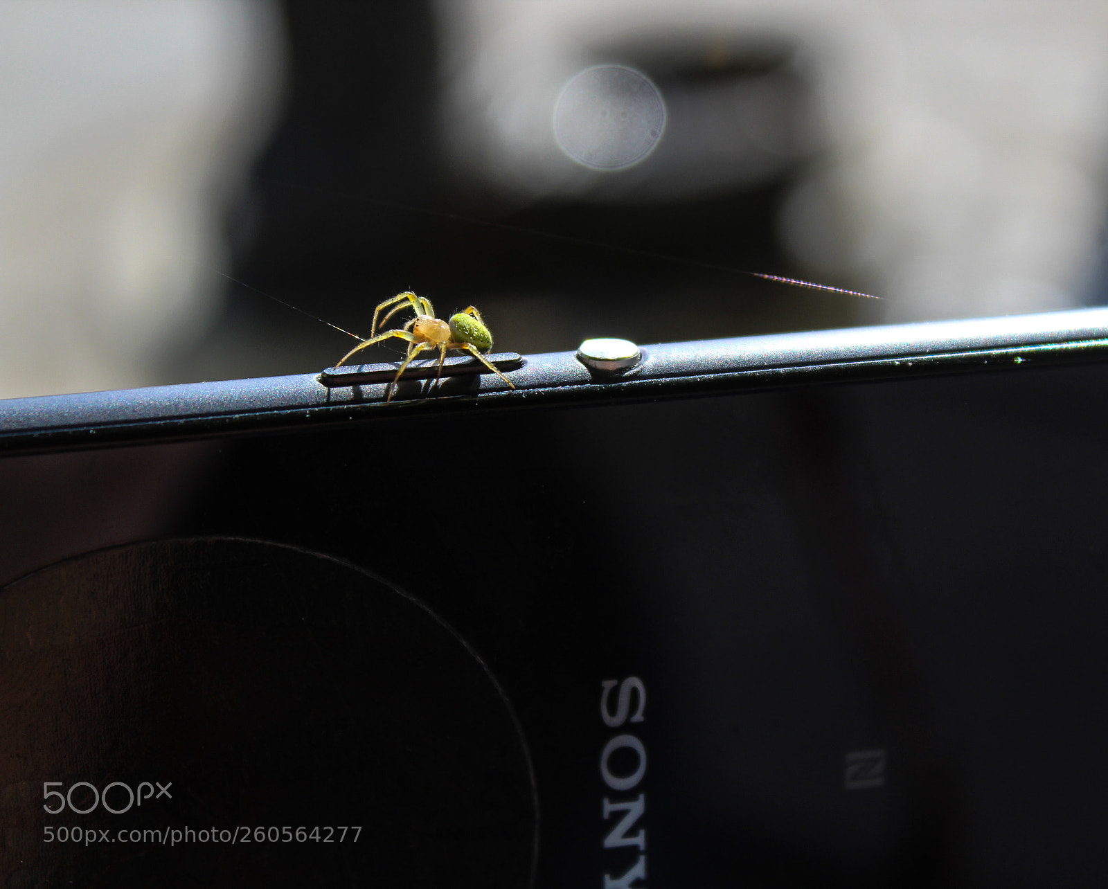 Canon EOS 1300D (EOS Rebel T6 / EOS Kiss X80) sample photo. Little spider photography