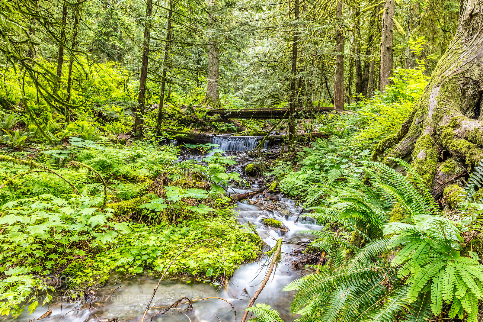 Canon EOS 5DS R sample photo. Bridal falls ii photography