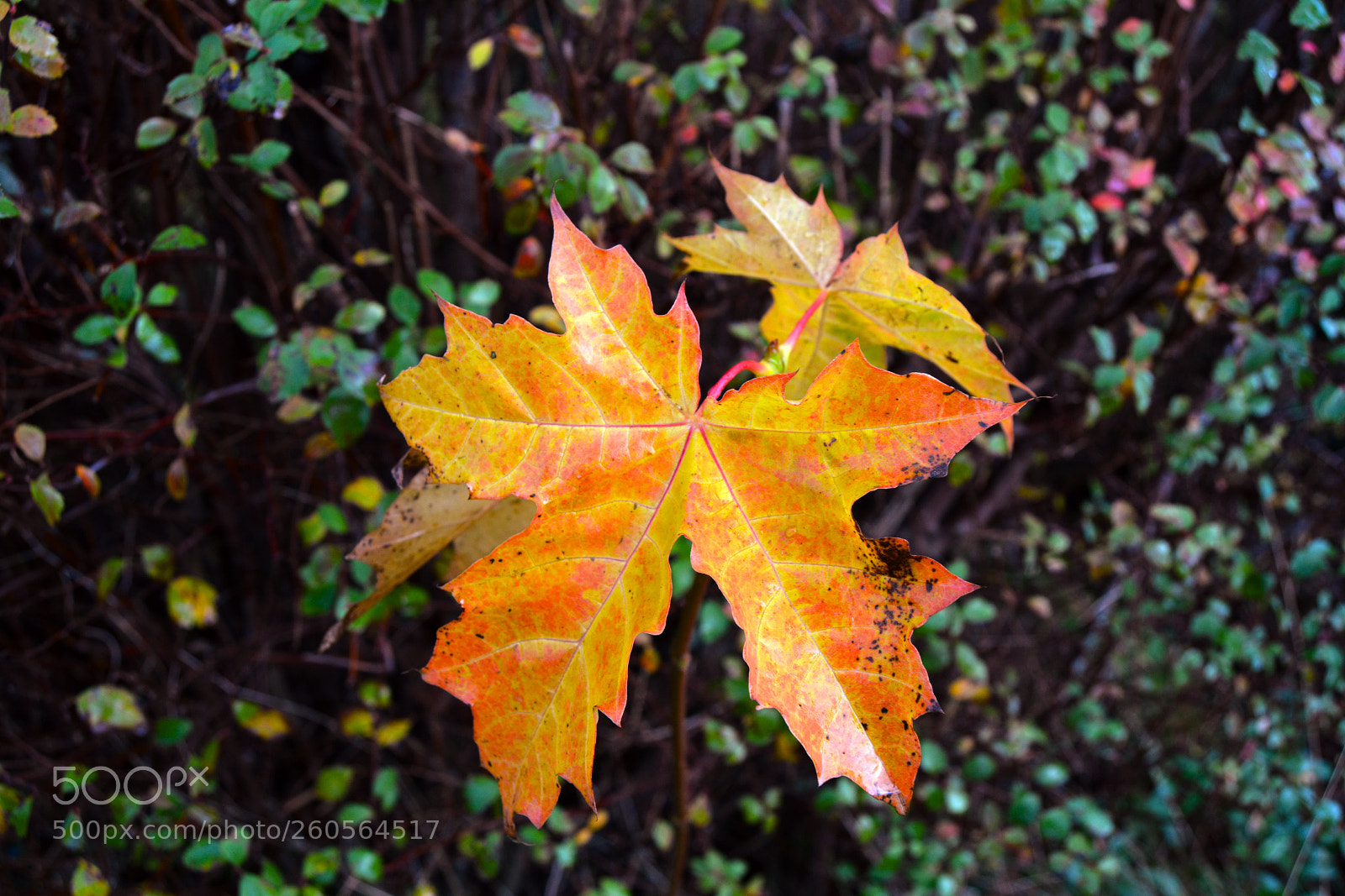 Nikon D5200 sample photo. Autumn leaf very colorful photography