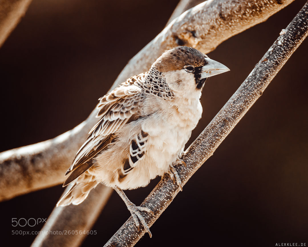 Canon EOS 7D Mark II sample photo. The sociable weaver photography