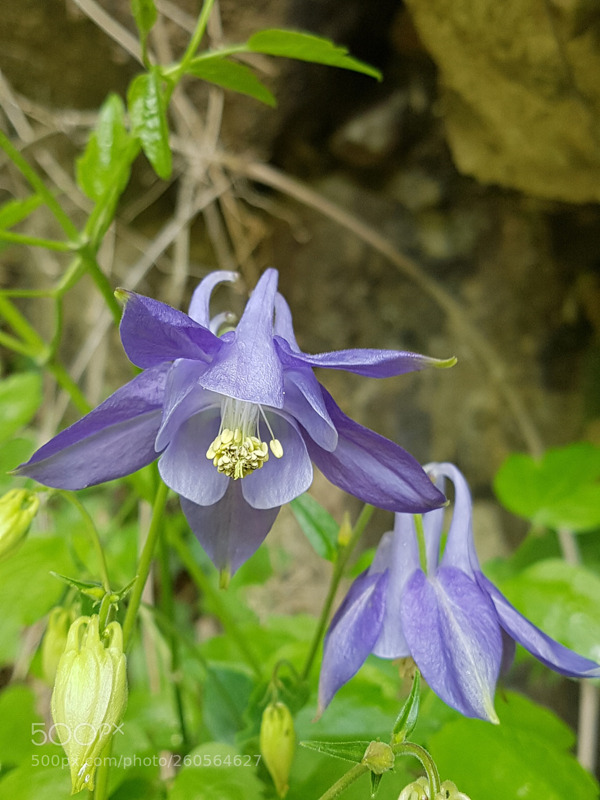 Samsung Galaxy S7 Edge sample photo. Aquilegia - añisclo photography