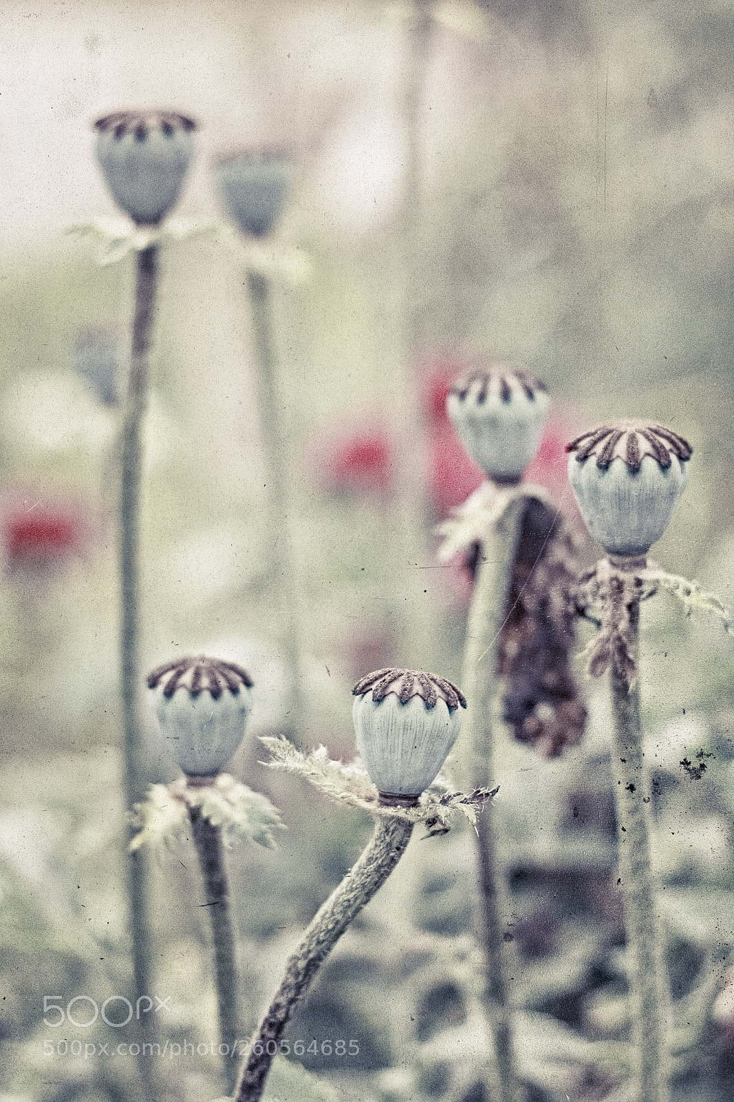 Canon EOS 60D sample photo. Et je s me photography