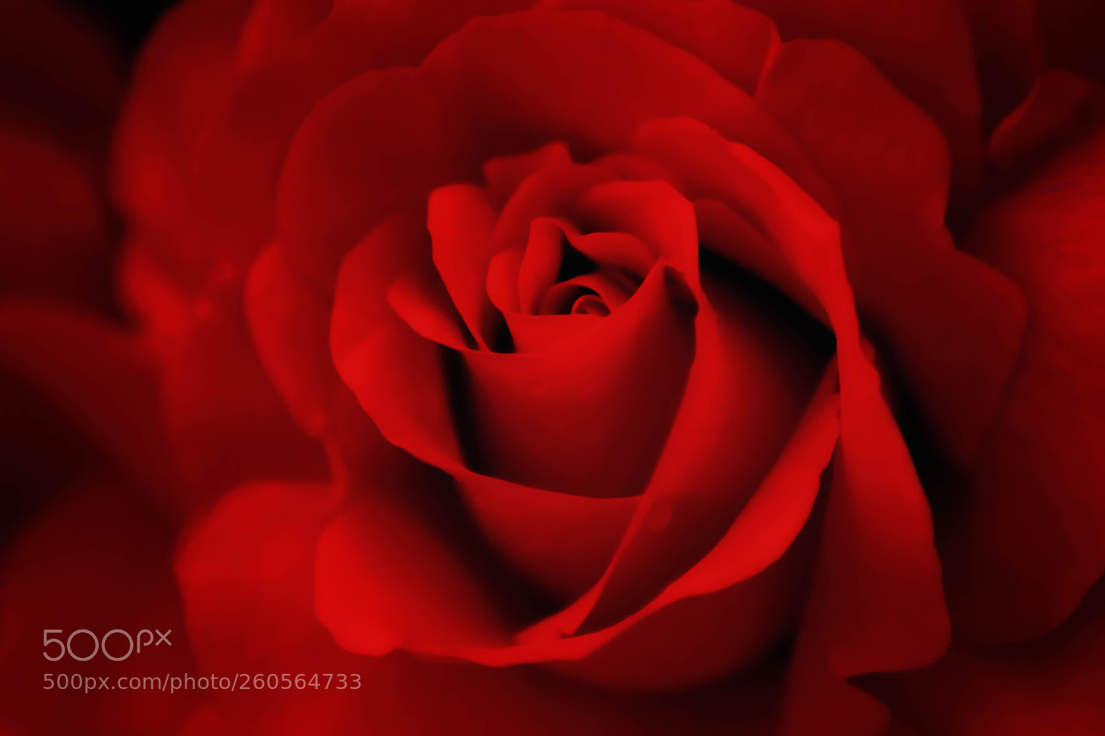 Nikon D5200 sample photo. 薔薇 photography