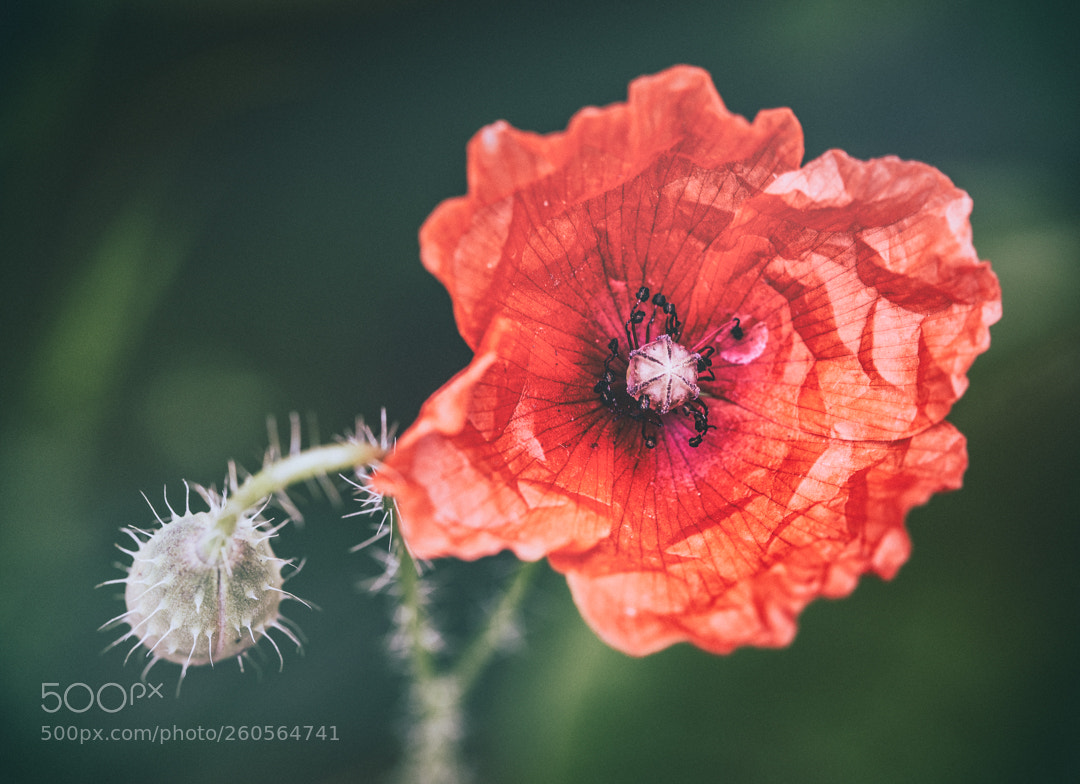 Canon EOS 6D sample photo. Creased photography