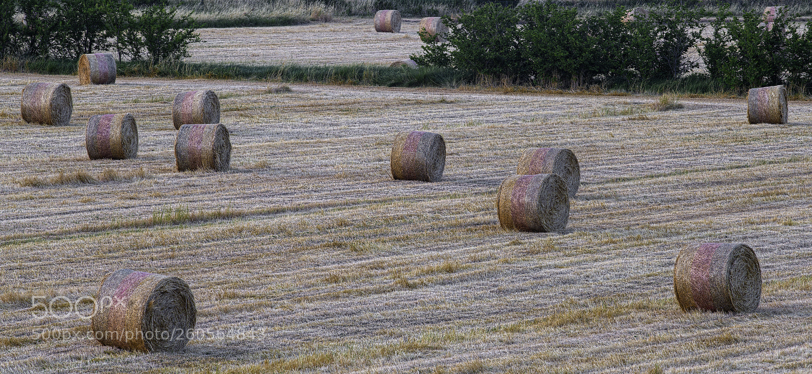 Sony a7R II sample photo. Sheaves #4123 photography