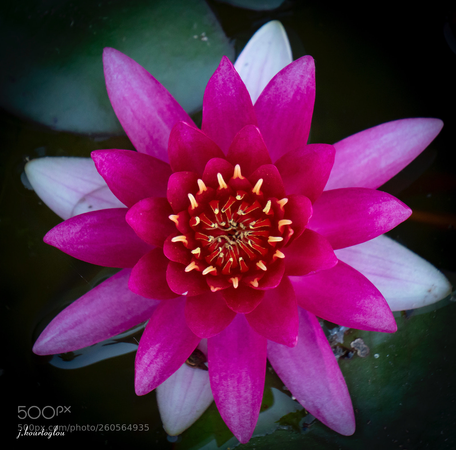 Sony a6500 sample photo. Red water lily  photography
