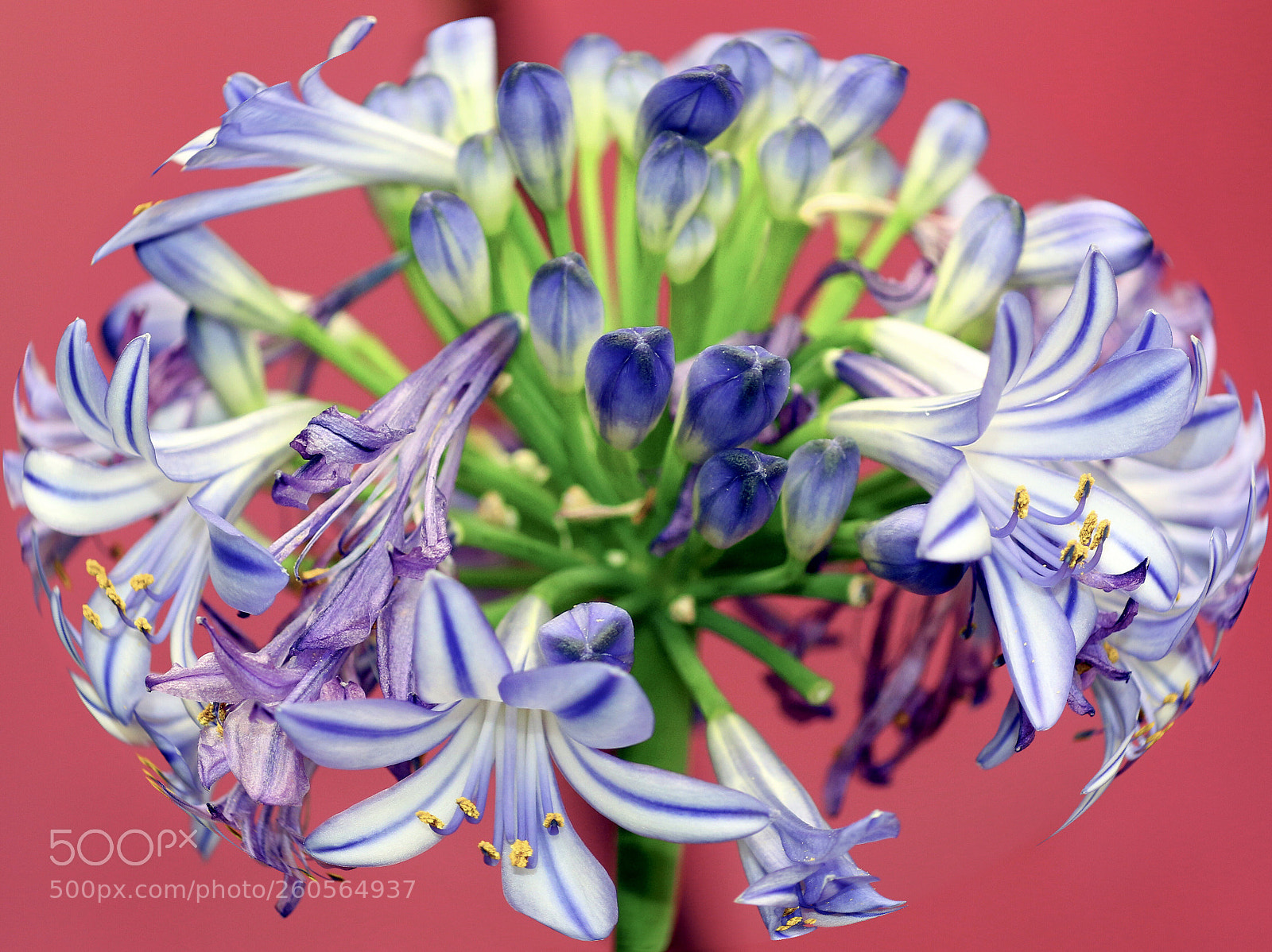 Canon EOS 7D Mark II sample photo. Colorful photography