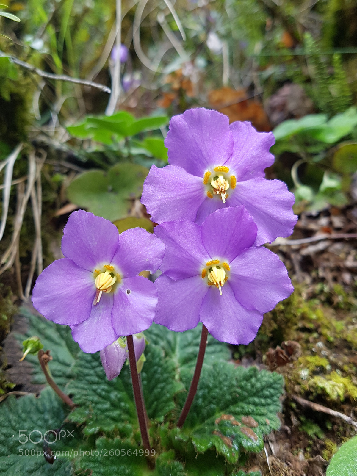 Samsung Galaxy S7 Edge sample photo. Flower - añisclo photography