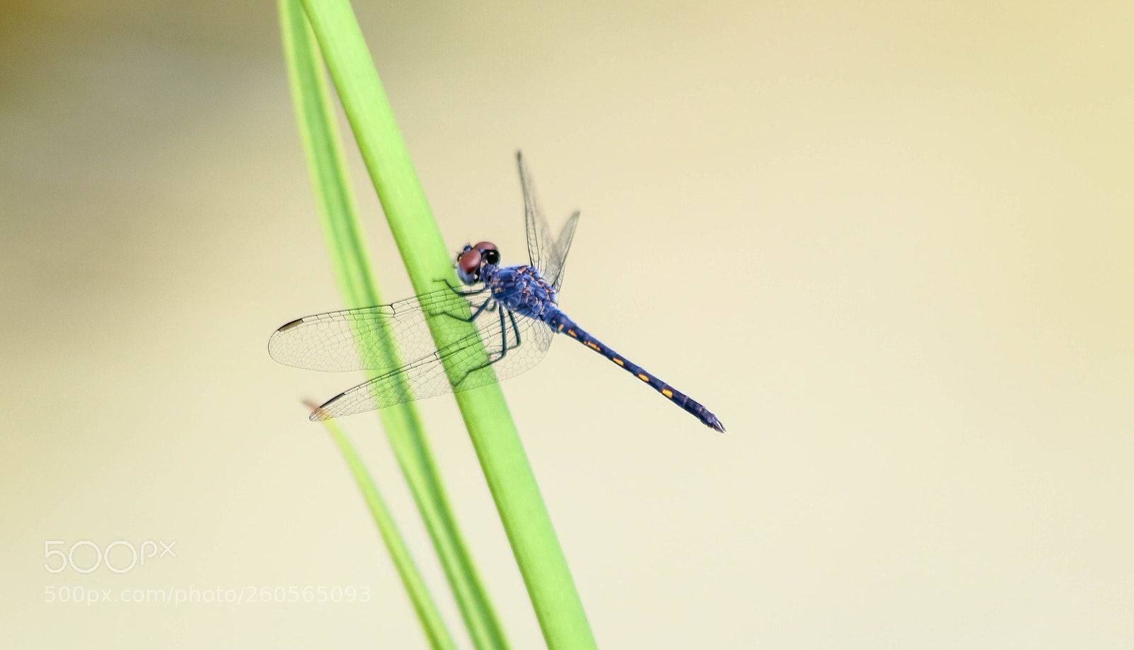 Canon EOS 70D sample photo. Dragonfly photography