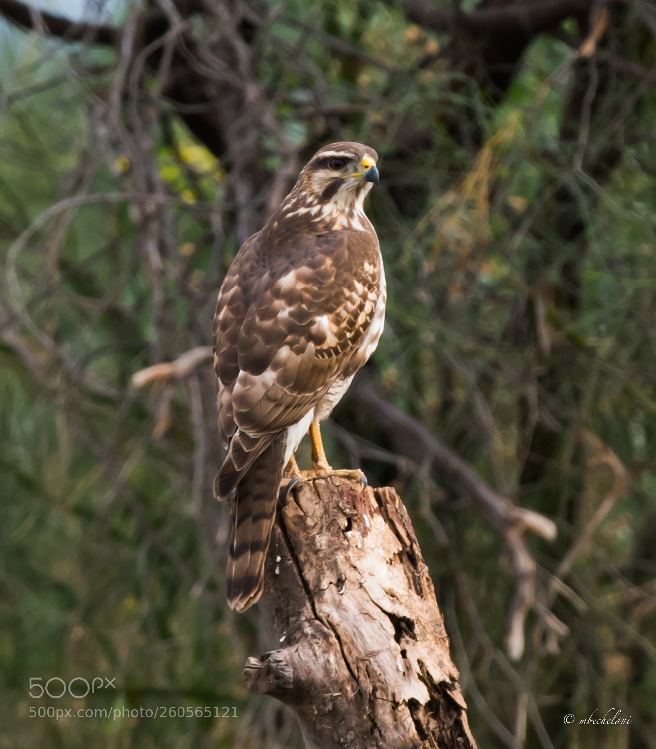 Nikon D810 sample photo. Mbs photography