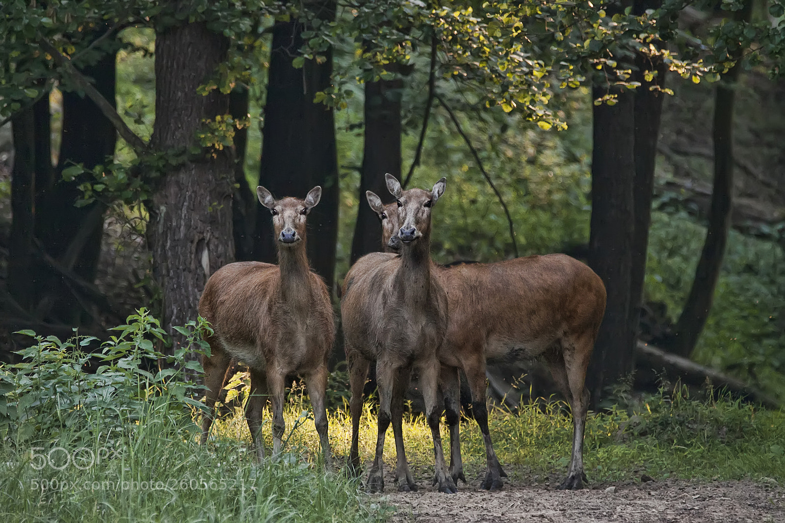Canon EOS 50D sample photo. David deer cows photography