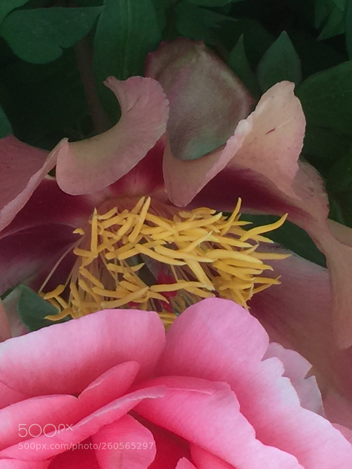 Apple iPhone 6 Plus sample photo. Peony layers photography