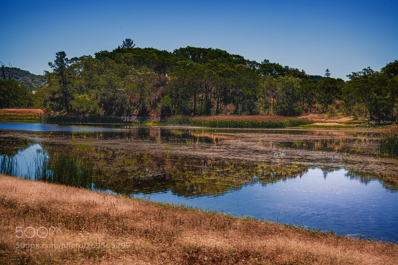 Nikon D850 sample photo. Foothill park photography