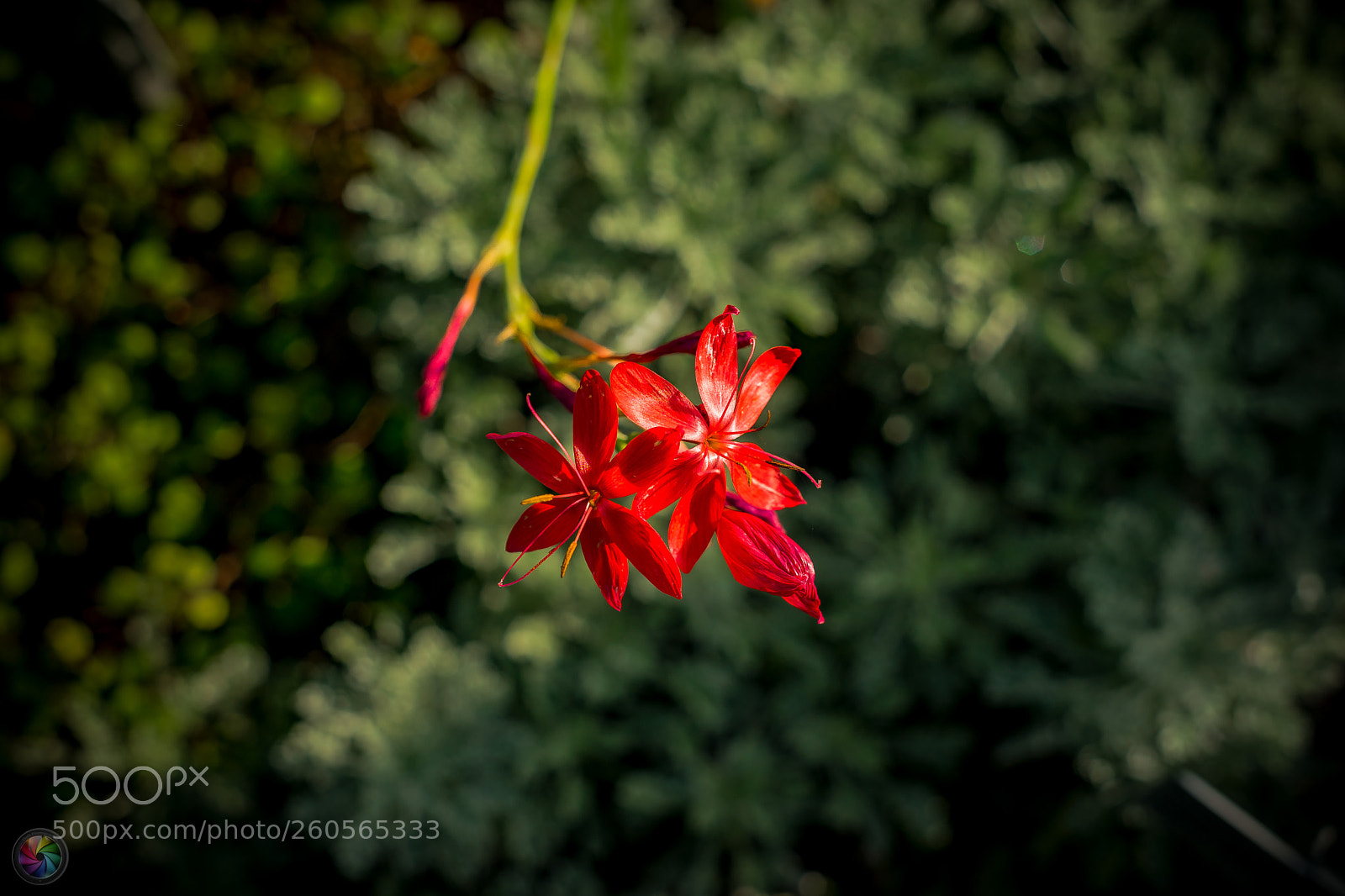Sony a99 II sample photo. Botanischen gartens st.gallen photography