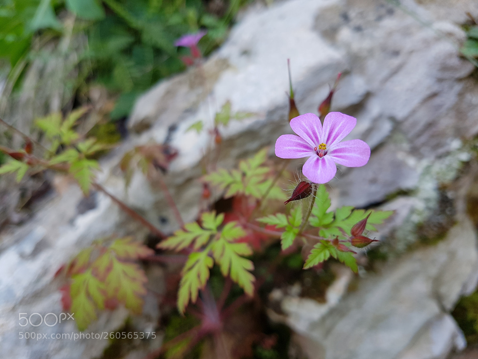 Samsung Galaxy S7 Edge sample photo. Geranium photography