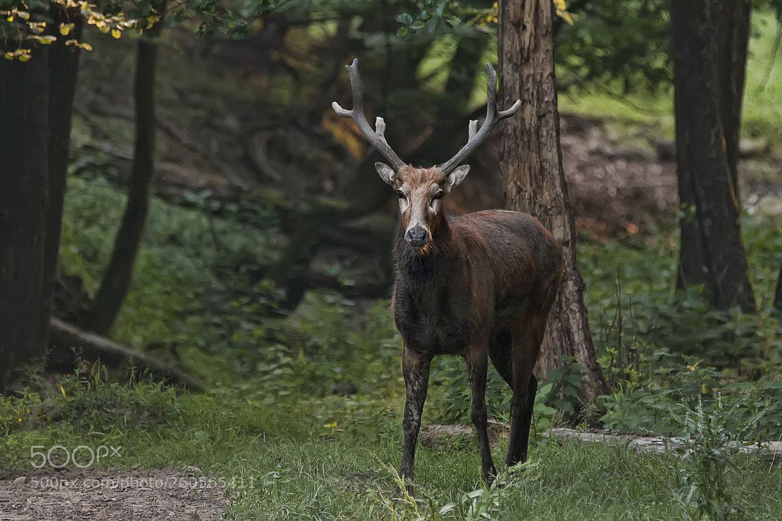 Canon EOS 50D sample photo. David's deer bull photography