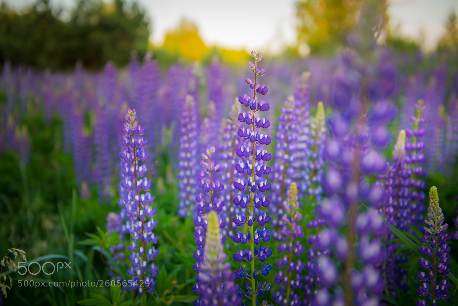 Nikon D610 sample photo. Untitled photography