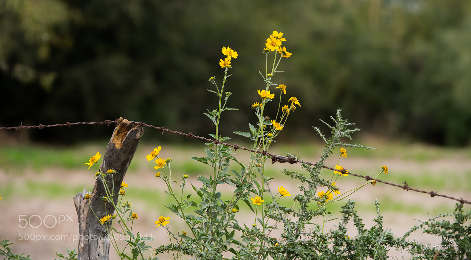Nikon D810 sample photo. Mbs photography
