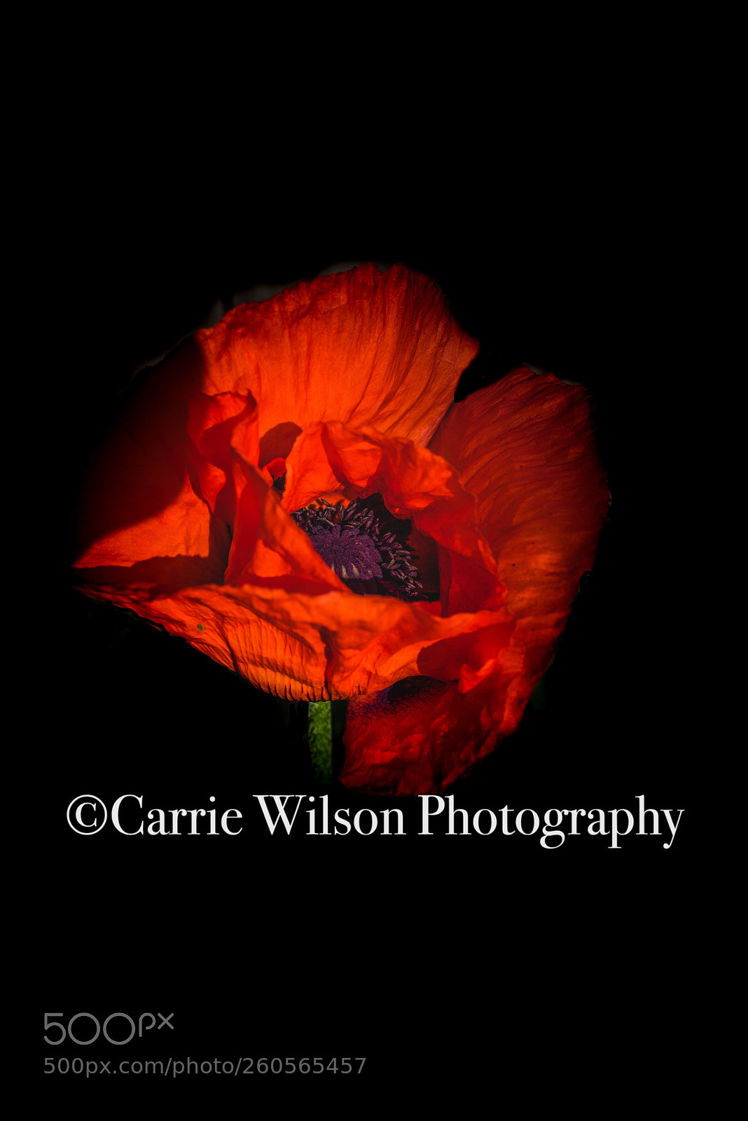 Nikon D750 sample photo. Popping poppy photography