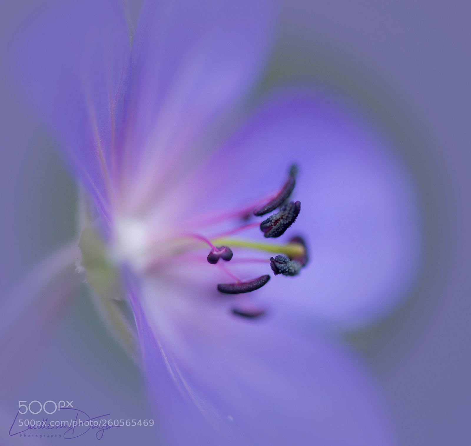 Nikon D610 sample photo. Pelargonium mauve photography