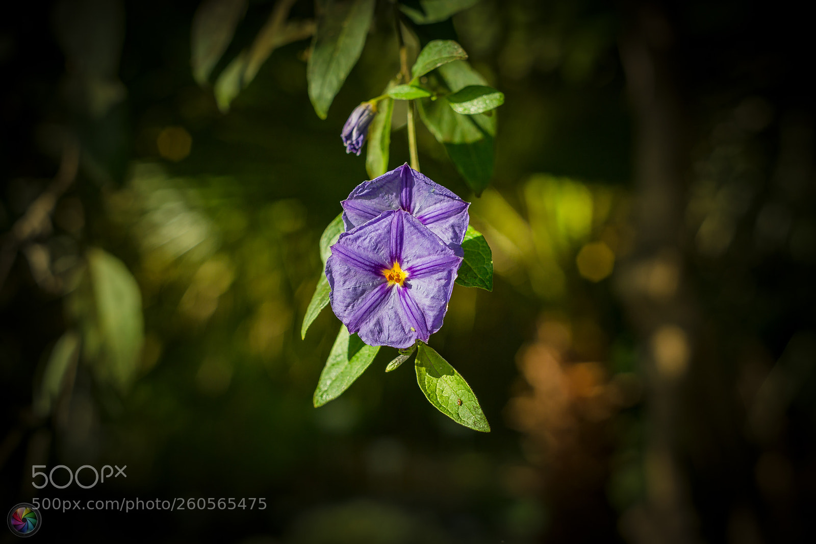 Sony a99 II sample photo. Botanischen gartens st.gallen photography