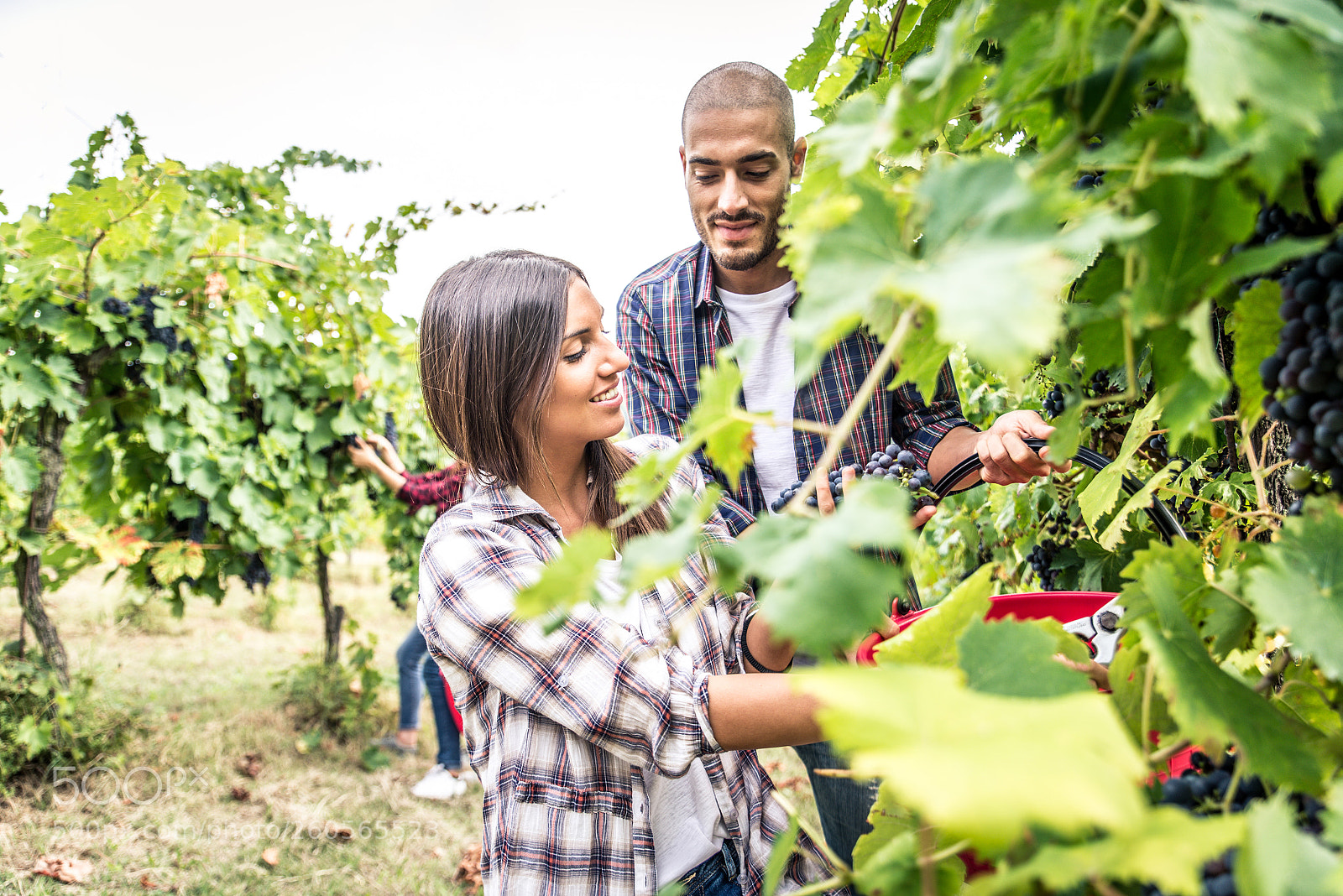 Nikon D610 sample photo. People harvesting in a photography