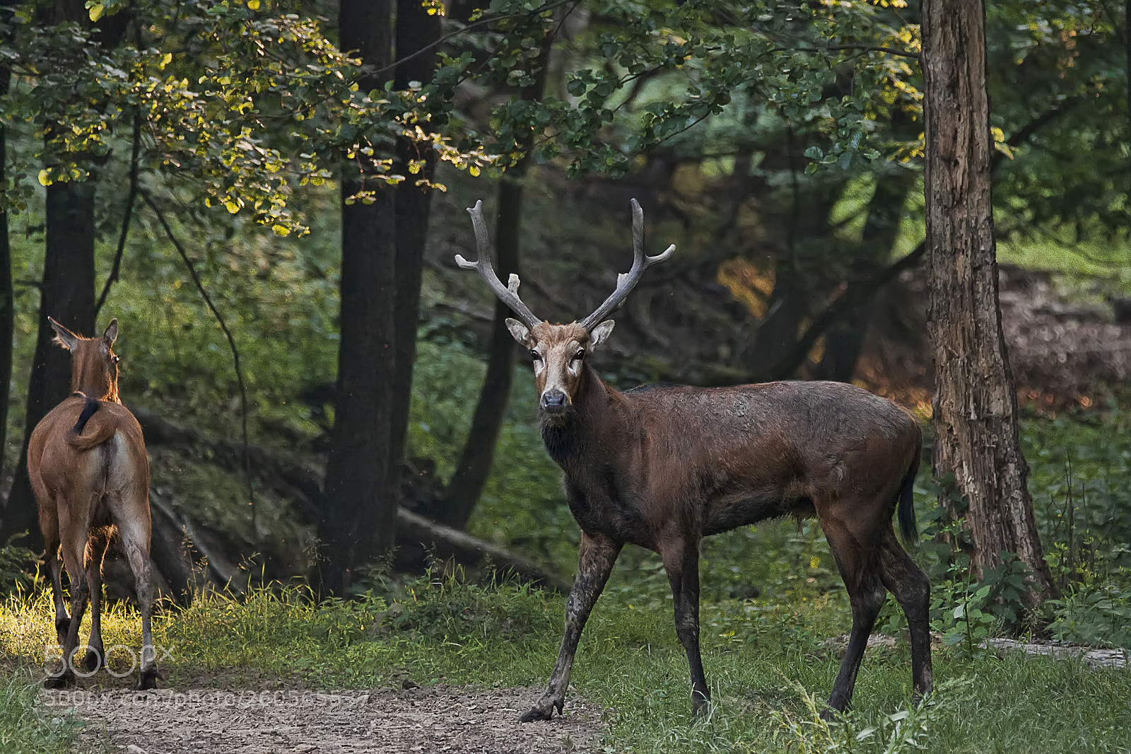 Canon EOS 50D sample photo. David deer couple photography
