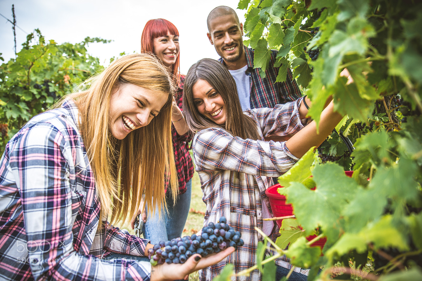Nikon D610 sample photo. People harvesting in a photography