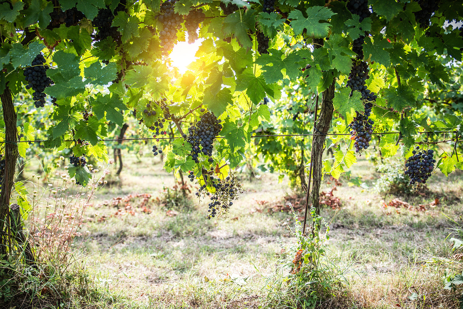 Nikon D610 sample photo. Vineyard photography