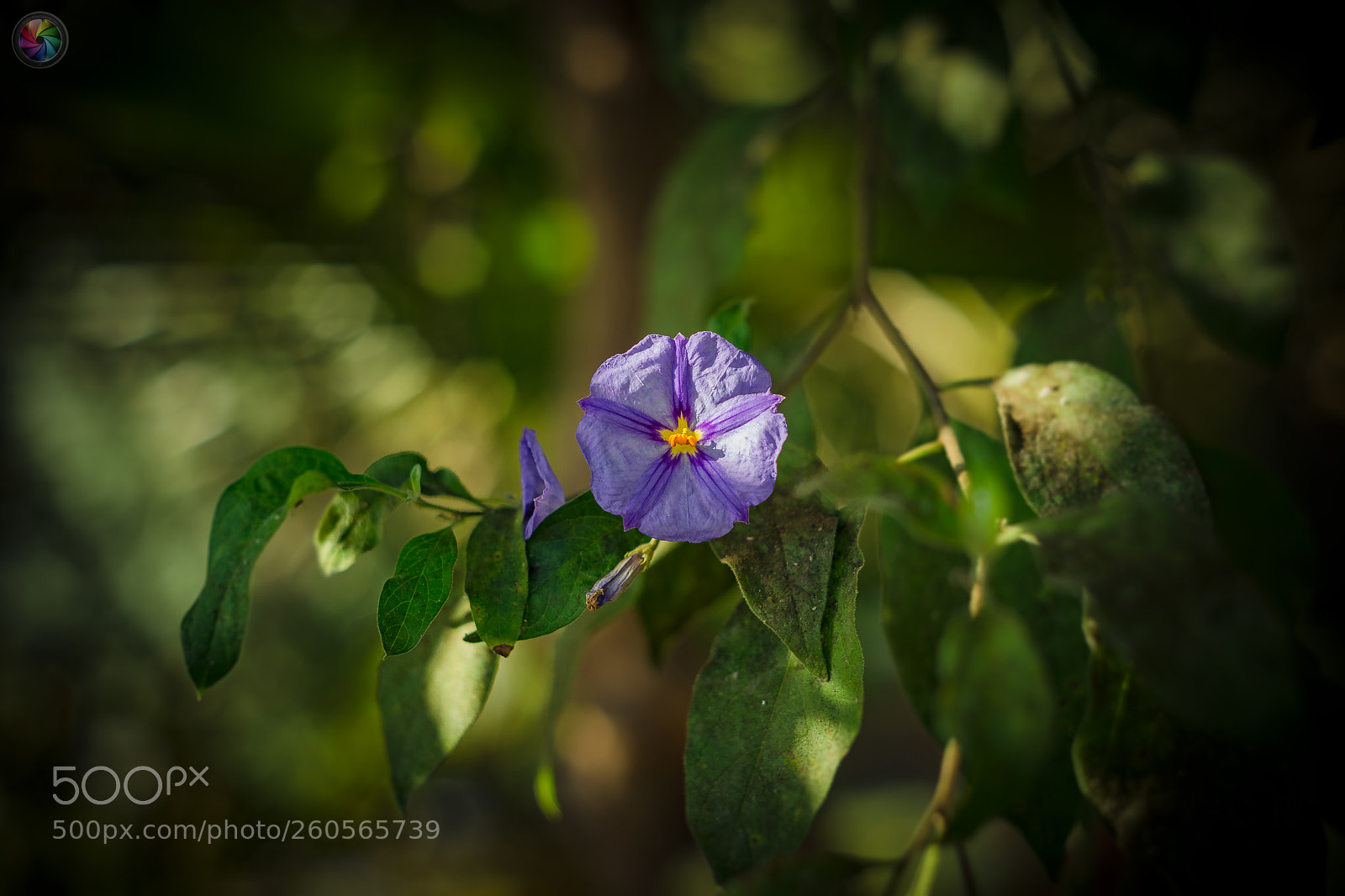 Sony a99 II sample photo. Botanischen gartens st.gallen photography