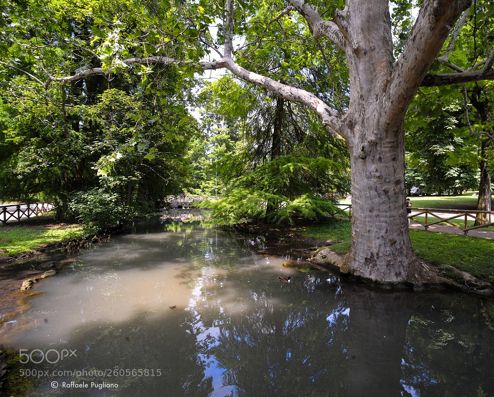 Nikon D3 sample photo. Sempione park photography