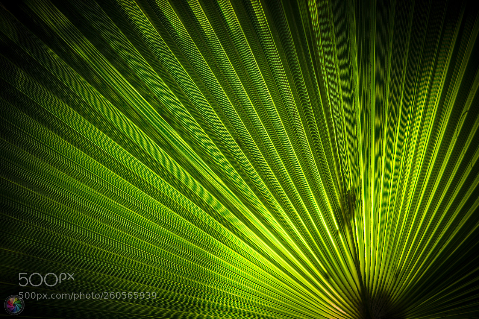 Sony a99 II sample photo. Botanischen gartens st.gallen photography