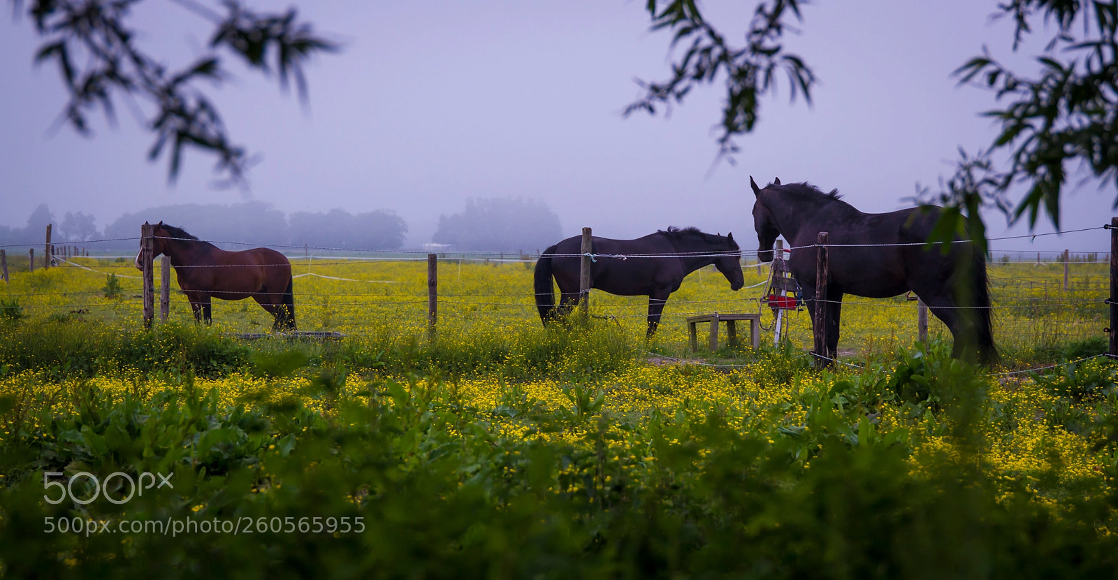 Canon EOS 7D sample photo. Horse photography