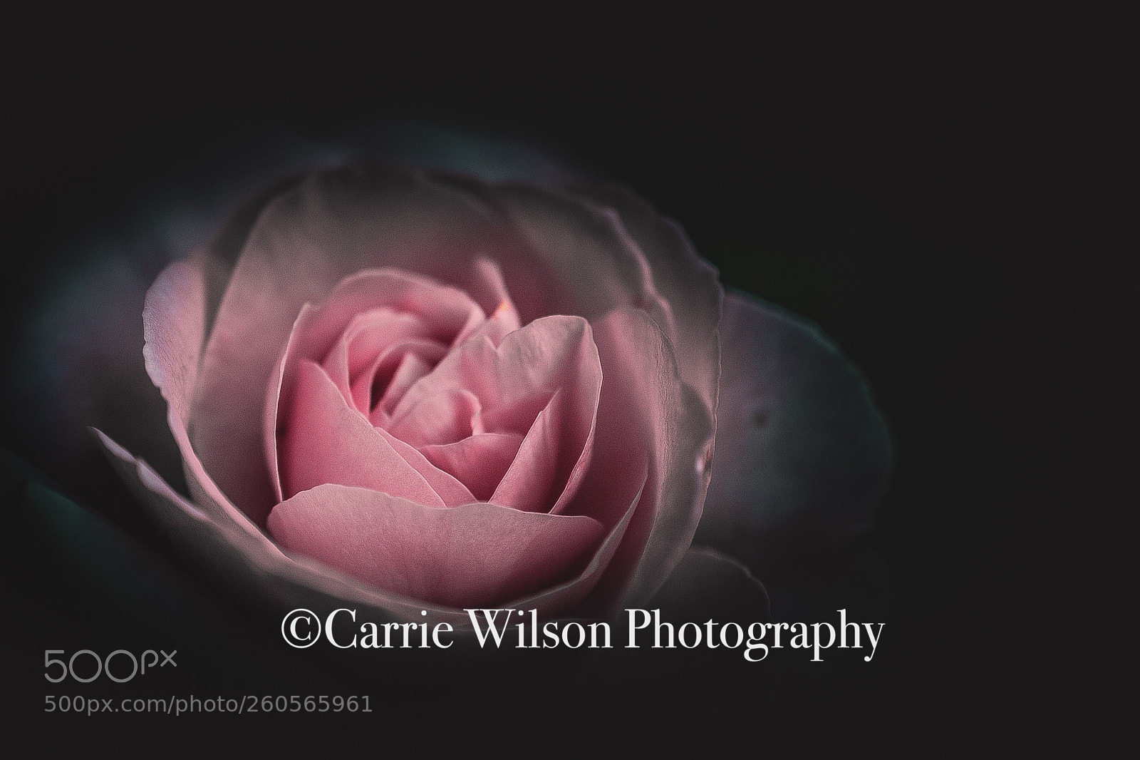Nikon D750 sample photo. Pretty in pink rosey photography