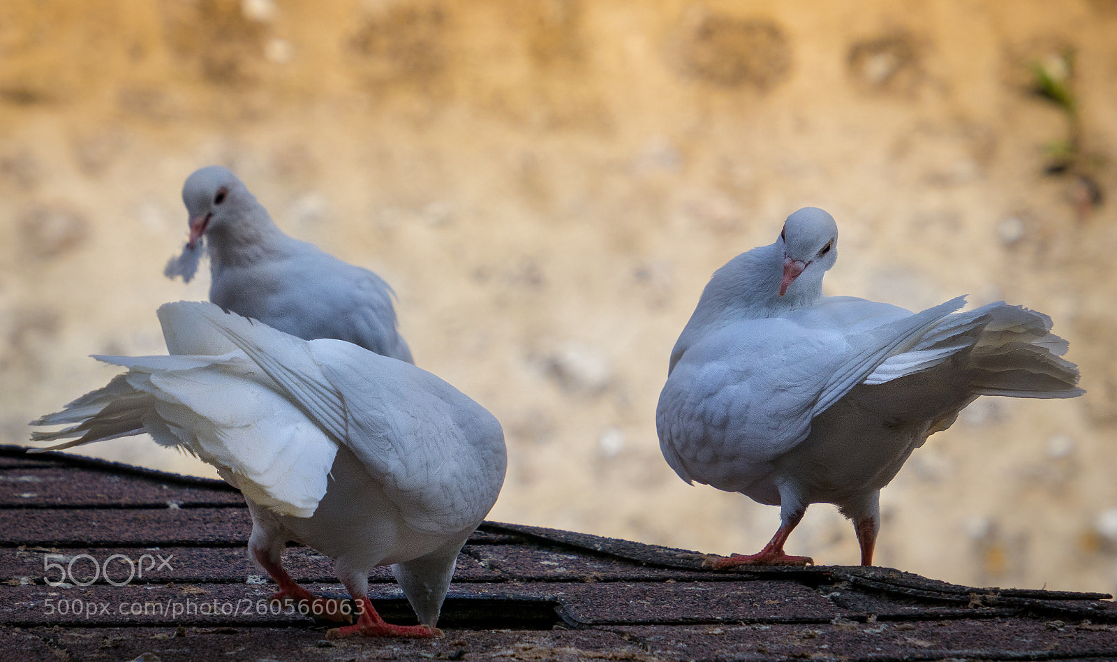 Canon EOS 80D sample photo. La bave du crapaud photography