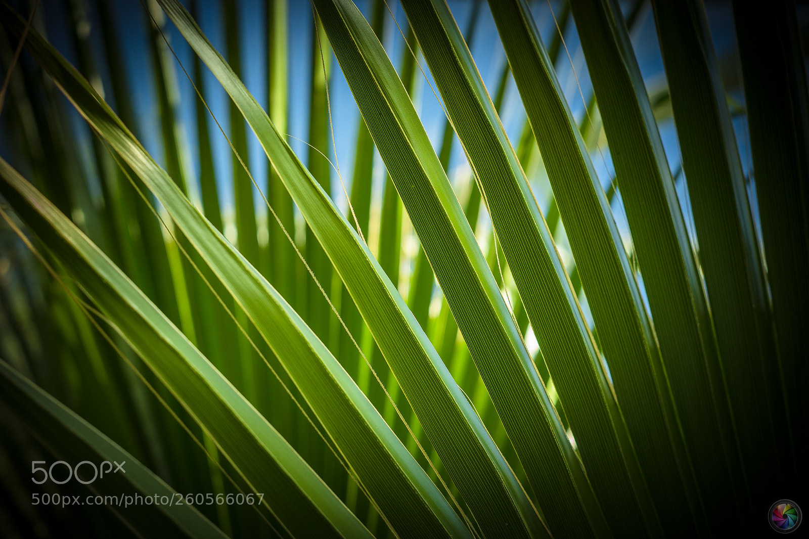 Sony a99 II sample photo. Botanischen gartens st.gallen photography