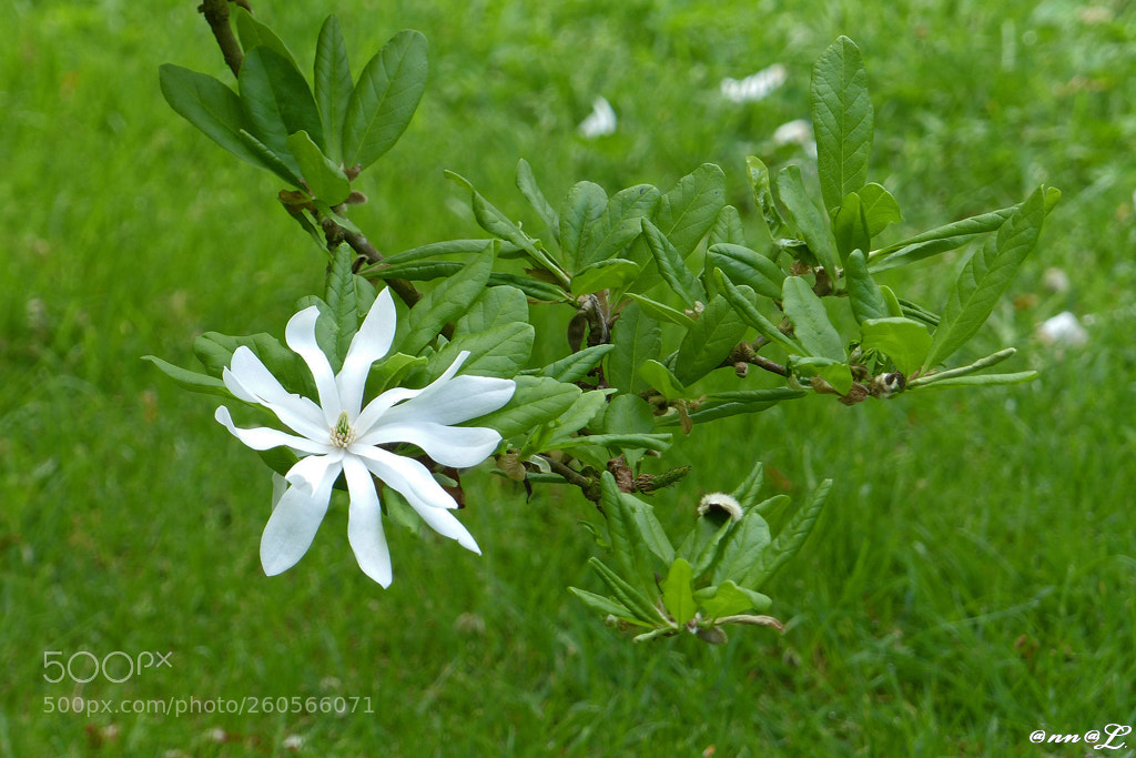 Panasonic Lumix DMC-FZ200 sample photo. Une fleur de magnolia photography
