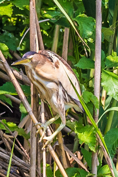 Canon EOS 6D sample photo. Bittern i photography