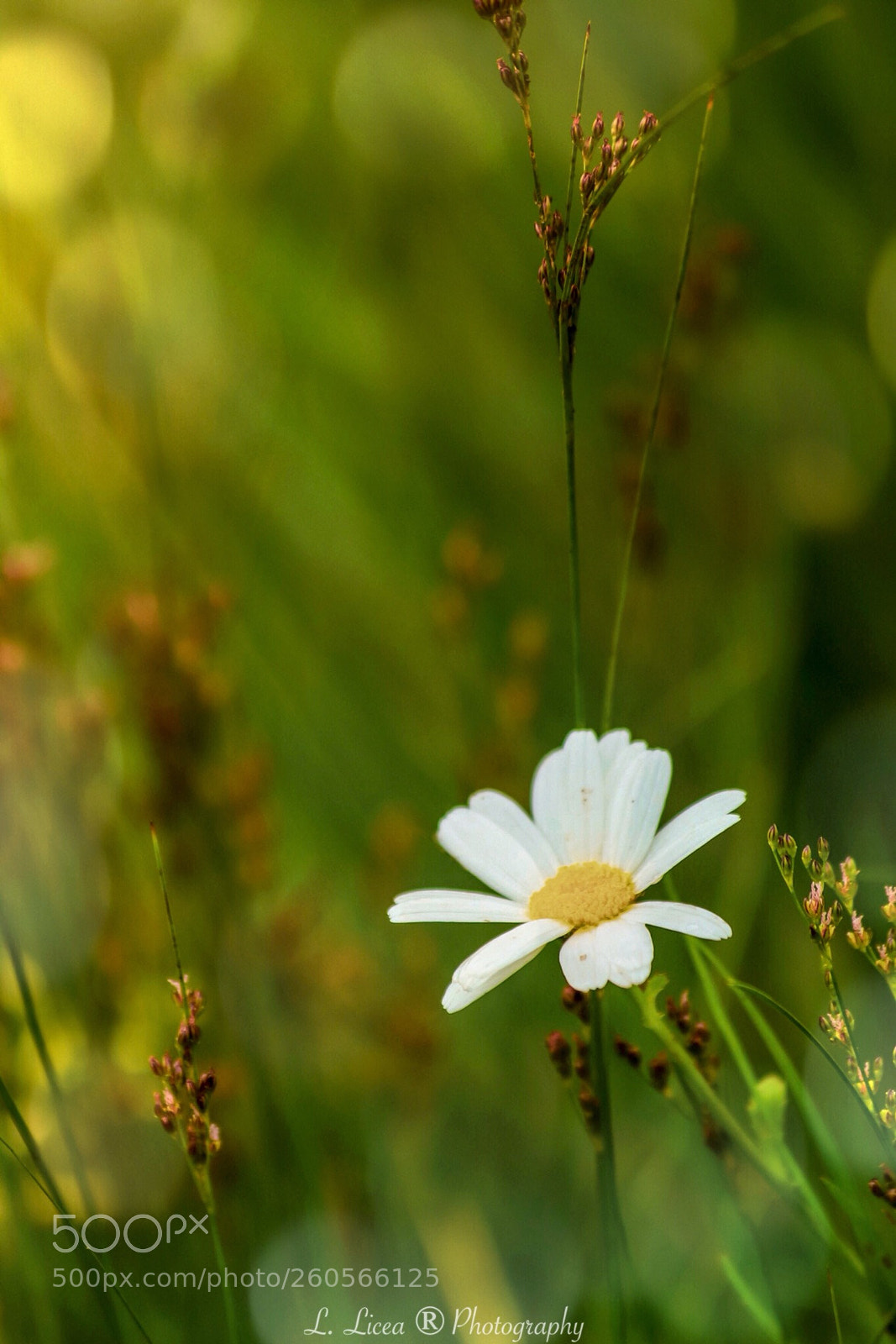 Canon EOS 6D Mark II sample photo. Caress of light 75 photography