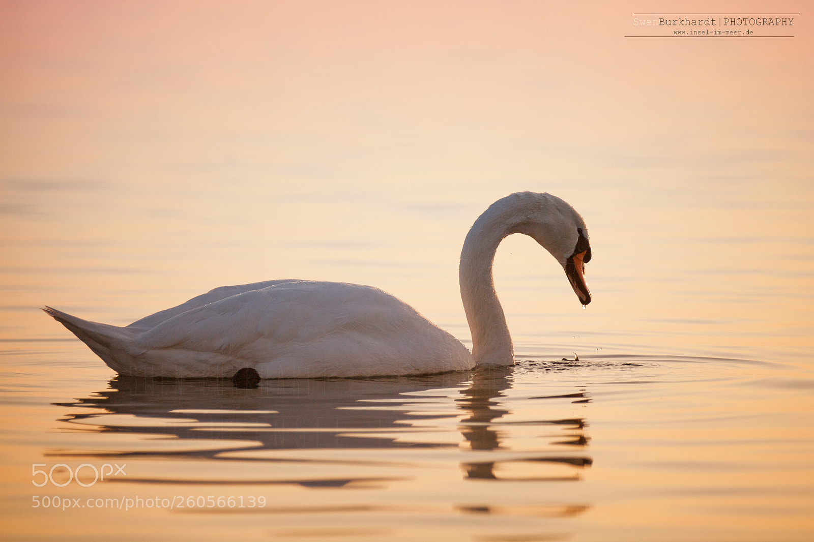Canon EOS 5D Mark II sample photo. Schwan bei groß zicker photography